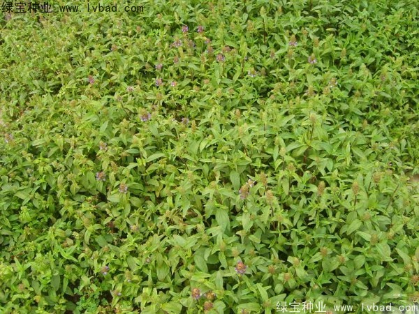 <a href='http://m.wuzhouwash.com/yaocaizhongzi/2325.html' target='_blank'>夏枯球種子</a>