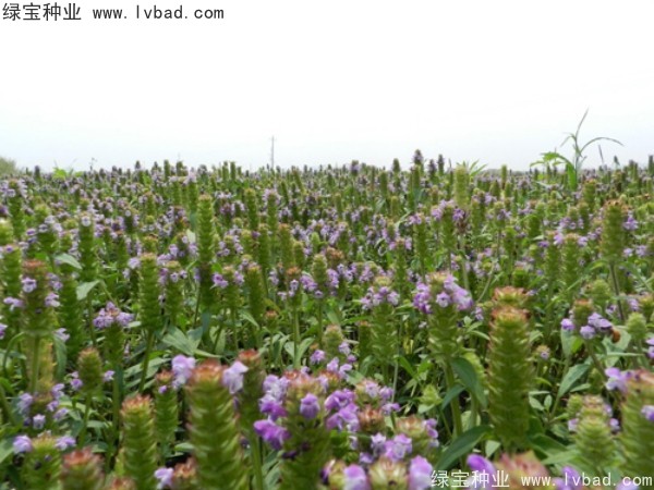 <a href='http://m.wuzhouwash.com/yaocaizhongzi/2325.html' target='_blank'>夏枯球</a><a href='http://m.wuzhouwash.com/' target='_blank'>種子</a>
