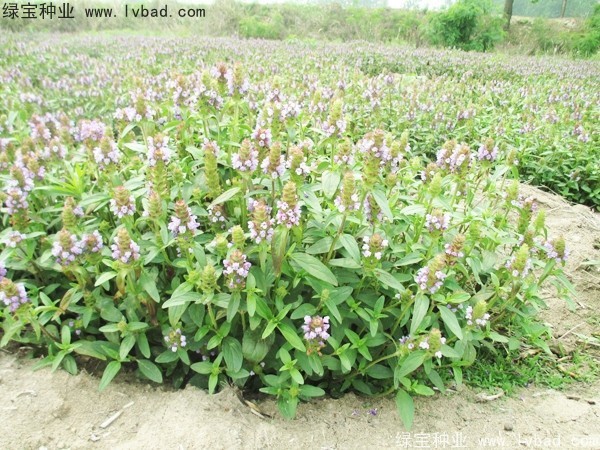 <a href='http://m.wuzhouwash.com/yaocaizhongzi/2325.html' target='_blank'>夏枯球種子</a>