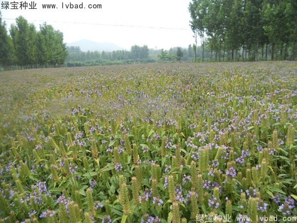 <a href='http://m.wuzhouwash.com/yaocaizhongzi/2325.html' target='_blank'>夏枯球</a><a href='http://m.wuzhouwash.com/' target='_blank'>種子</a>