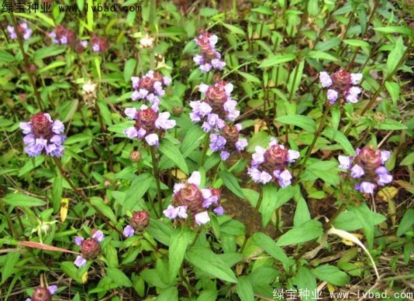 <a href='http://m.wuzhouwash.com/yaocaizhongzi/2325.html' target='_blank'>夏枯球種子</a>