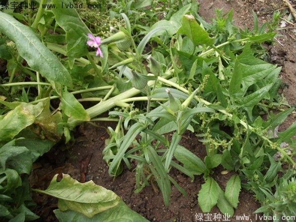 王不留<a href='http://m.wuzhouwash.com/' target='_blank'>種子</a>
