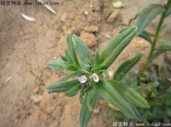 王不留<a href='http://m.wuzhouwash.com/' target='_blank'>種子</a>