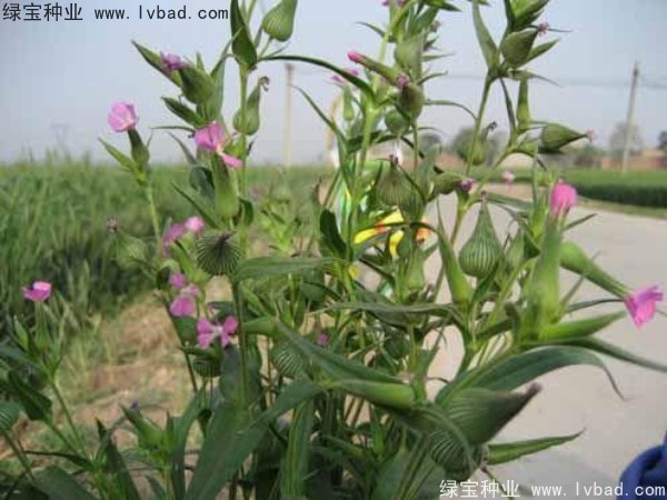 <a href='http://m.wuzhouwash.com/yaocaizhongzi/2326.html' target='_blank'>王不留種子</a>