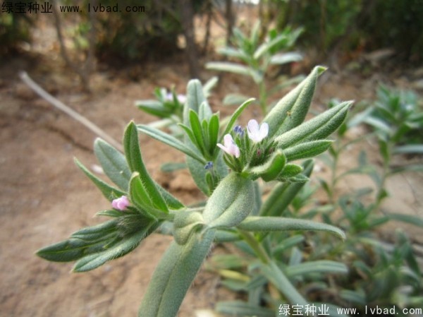 <a href='http://m.wuzhouwash.com/yaocaizhongzi/2326.html' target='_blank'>王不留種子</a>