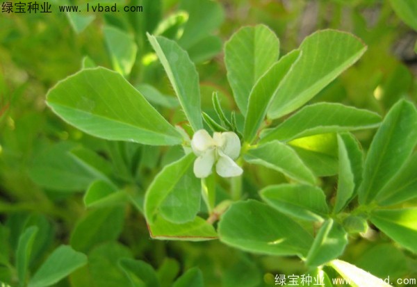 葫蘆巴種子