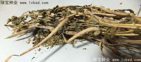 <a href='http://m.wuzhouwash.com/yaocaizhongzi/2327.html' target='_blank'>葫蘆巴種子</a>