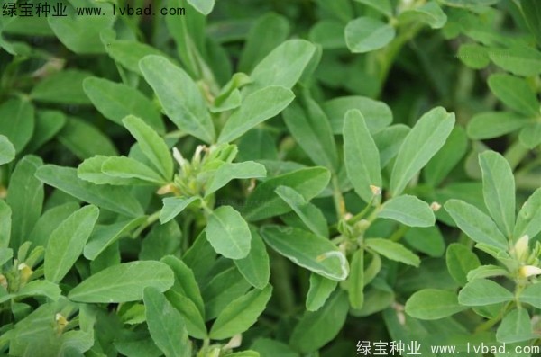 葫蘆巴種子