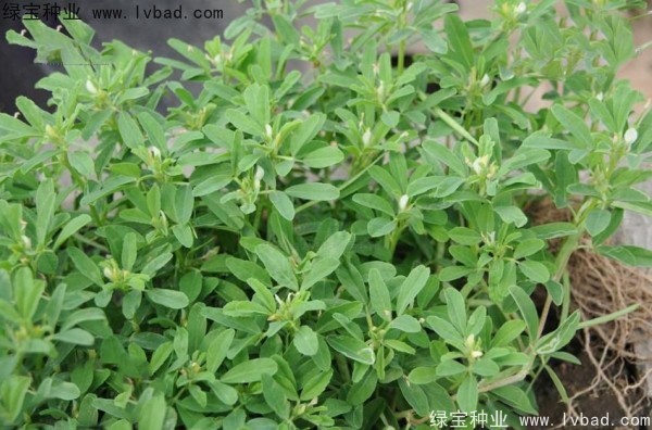 <a href='http://m.wuzhouwash.com/yaocaizhongzi/2327.html' target='_blank'>葫蘆巴種子</a>