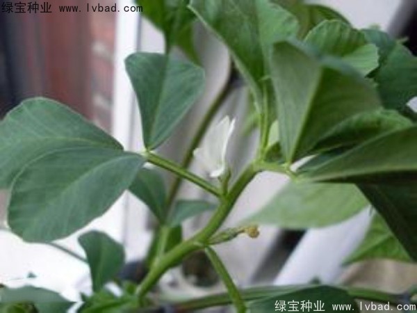 <a href='http://m.wuzhouwash.com/yaocaizhongzi/2327.html' target='_blank'>葫蘆巴</a><a href='http://m.wuzhouwash.com/' target='_blank'>種子</a>