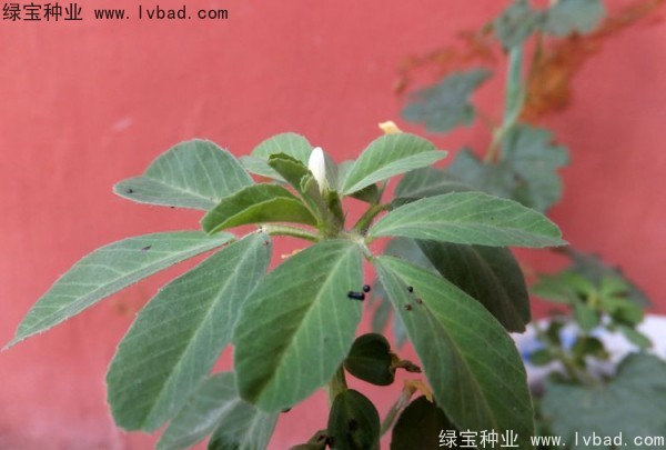 葫蘆巴種子