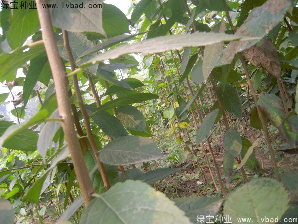 <a href='http://m.wuzhouwash.com/yaocaizhongzi/2329.html' target='_blank'>杜仲種子</a>
