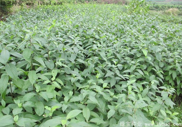 <a href='http://m.wuzhouwash.com/yaocaizhongzi/2329.html' target='_blank'>杜仲種子</a>