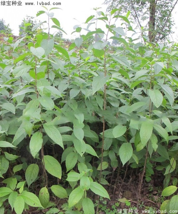 杜仲<a href='http://m.wuzhouwash.com/' target='_blank'>種子</a>