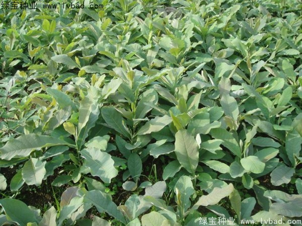 杜仲<a href='http://m.wuzhouwash.com/' target='_blank'>種子</a>