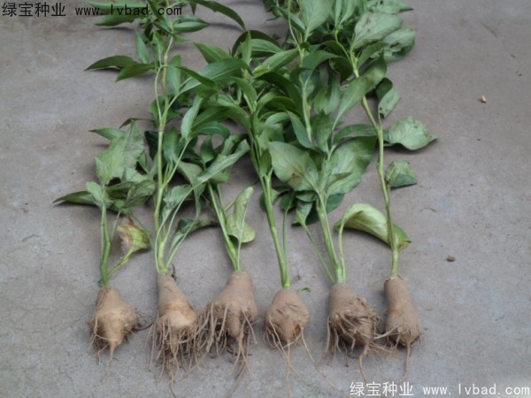 <a href='http://m.wuzhouwash.com/yaocaizhongzi/2330.html' target='_blank'>白術(shù)種子</a>