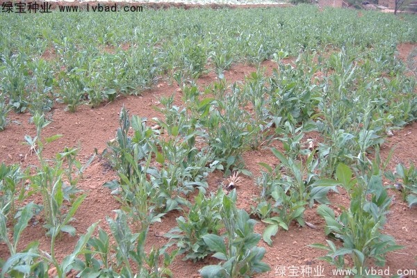 <a href='http://m.wuzhouwash.com/yaocaizhongzi/2330.html' target='_blank'>白術(shù)</a><a href='http://m.wuzhouwash.com/' target='_blank'>種子</a>