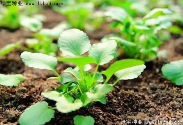<a href='http://m.wuzhouwash.com/yaocaizhongzi/2332.html' target='_blank'>蓖麻種子</a>