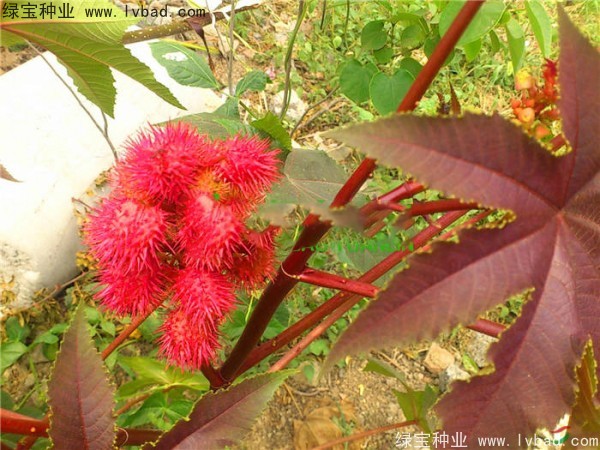 <a href='http://m.wuzhouwash.com/yaocaizhongzi/2332.html' target='_blank'>蓖麻種子</a>