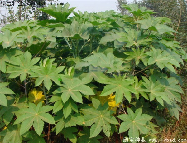<a href='http://m.wuzhouwash.com/yaocaizhongzi/2332.html' target='_blank'>蓖麻種子</a>