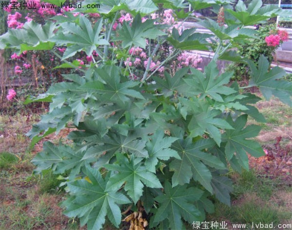 蓖麻<a href='http://m.wuzhouwash.com/' target='_blank'>種子</a>