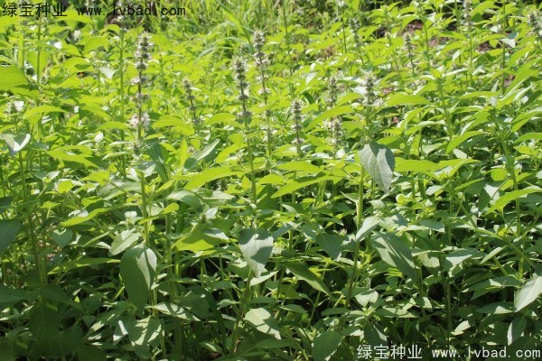 <a href='http://m.wuzhouwash.com/yaocaizhongzi/2333.html' target='_blank'>荊芥種子</a>