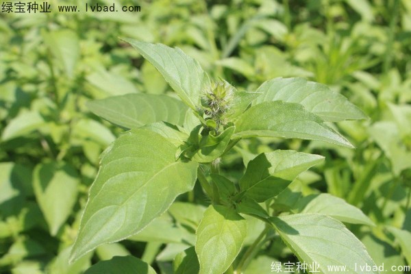 <a href='http://m.wuzhouwash.com/yaocaizhongzi/2333.html' target='_blank'>荊芥種子</a>