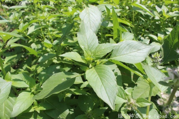 荊芥<a href='http://m.wuzhouwash.com/' target='_blank'>種子</a>