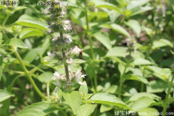 <a href='http://m.wuzhouwash.com/yaocaizhongzi/2333.html' target='_blank'>荊芥種子</a>