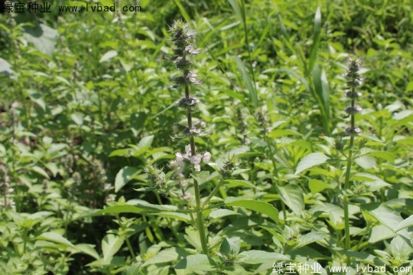 荊芥<a href='http://m.wuzhouwash.com/' target='_blank'>種子</a>