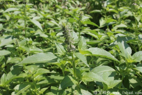 荊芥種子