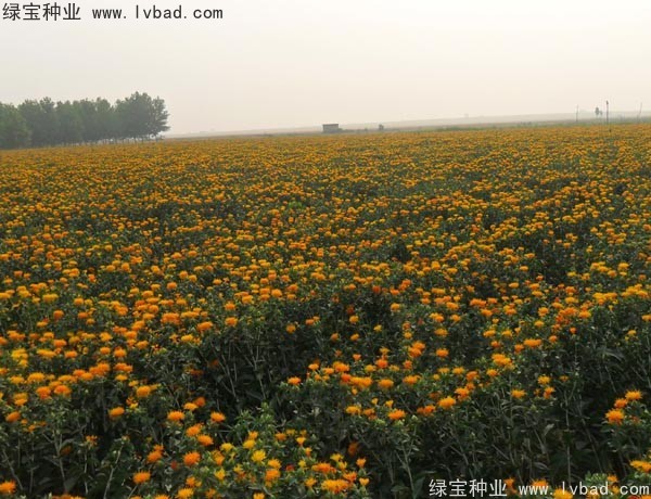 <a href='http://m.wuzhouwash.com/yaocaizhongzi/2335.html' target='_blank'>紅花種子</a>