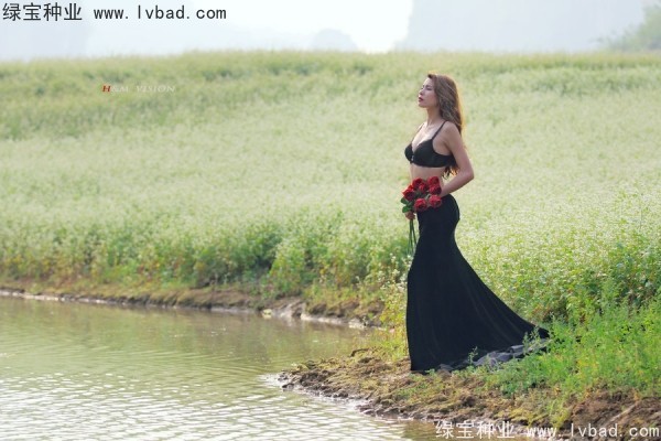 <a href='http://m.wuzhouwash.com/yaocaizhongzi/2336.html' target='_blank'>甜蕎麥種子</a>