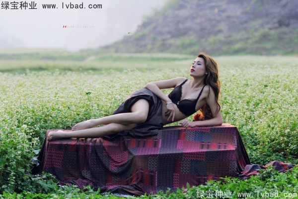 甜<a href='http://m.wuzhouwash.com/yaocaizhongzi/2311.html' target='_blank'>蕎麥種子</a>