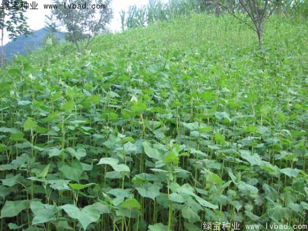 甜<a href='http://m.wuzhouwash.com/yaocaizhongzi/2311.html' target='_blank'>蕎麥種子</a>