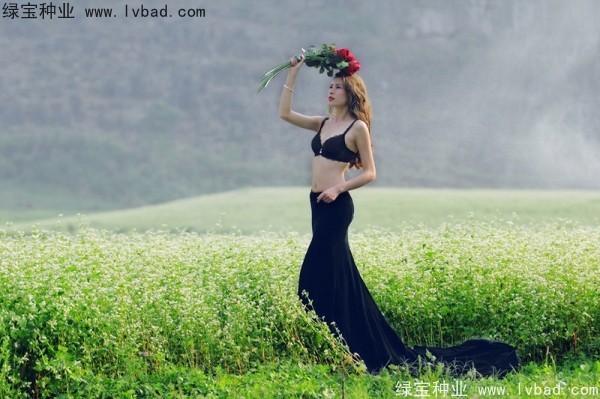 <a href='http://m.wuzhouwash.com/yaocaizhongzi/2336.html' target='_blank'>甜蕎麥種子</a>
