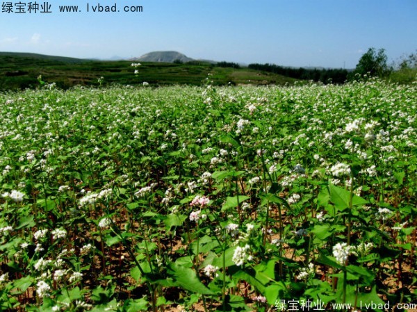 苦<a href='http://m.wuzhouwash.com/yaocaizhongzi/2311.html' target='_blank'>蕎麥種子</a>