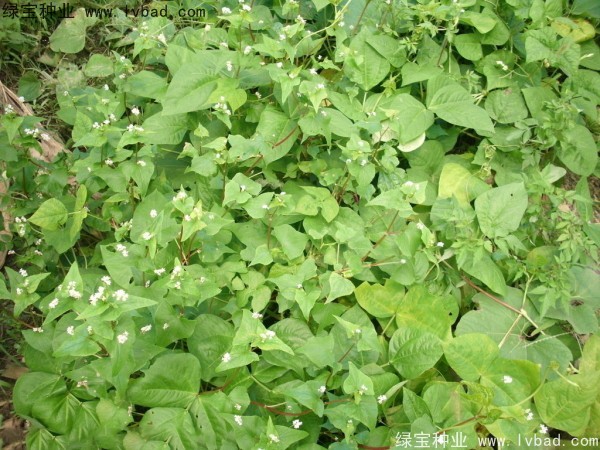 <a href='http://m.wuzhouwash.com/yaocaizhongzi/2337.html' target='_blank'>苦蕎麥種子</a>