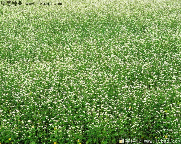 <a href='http://m.wuzhouwash.com/yaocaizhongzi/2337.html' target='_blank'>苦蕎麥</a><a href='http://m.wuzhouwash.com/' target='_blank'>種子</a>