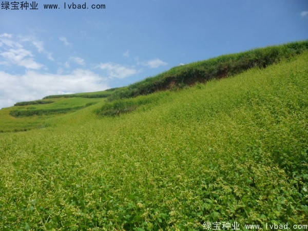 苦<a href='http://m.wuzhouwash.com/yaocaizhongzi/2311.html' target='_blank'>蕎麥種子</a>