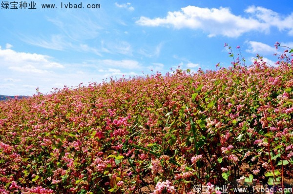 <a href='http://m.wuzhouwash.com/yaocaizhongzi/2337.html' target='_blank'>苦蕎麥種子</a>