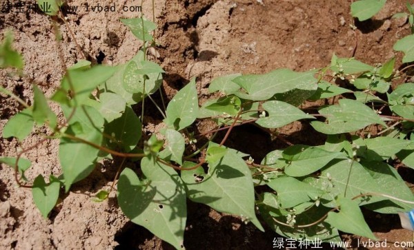 <a href='http://m.wuzhouwash.com/yaocaizhongzi/2337.html' target='_blank'>苦蕎麥</a><a href='http://m.wuzhouwash.com/' target='_blank'>種子</a>
