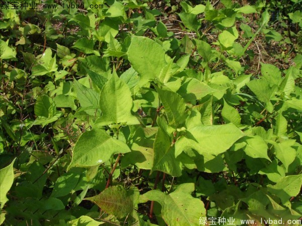 苦<a href='http://m.wuzhouwash.com/yaocaizhongzi/2311.html' target='_blank'>蕎麥</a>種子