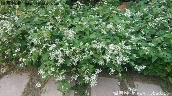 <a href='http://m.wuzhouwash.com/yaocaizhongzi/2337.html' target='_blank'>苦蕎麥種子</a>