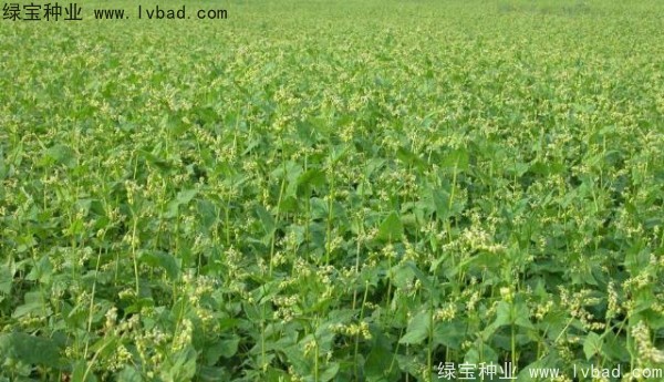 苦<a href='http://m.wuzhouwash.com/yaocaizhongzi/2311.html' target='_blank'>蕎麥種子</a>