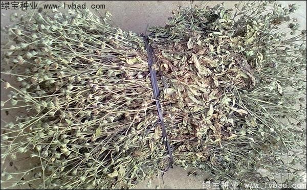 <a href='http://m.wuzhouwash.com/yaocaizhongzi/2338.html' target='_blank'>白花蛇草種子</a>