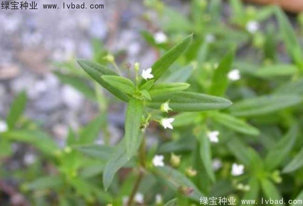 白花蛇草<a href='http://m.wuzhouwash.com/' target='_blank'>種子</a>
