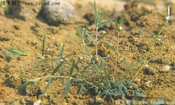 白花蛇草<a href='http://m.wuzhouwash.com/' target='_blank'>種子</a>
