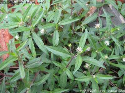 白花蛇草種子