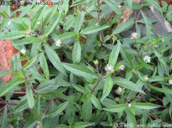 <a href='http://m.wuzhouwash.com/yaocaizhongzi/2338.html' target='_blank'>白花蛇草種子</a>
